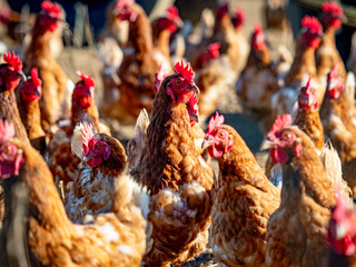 Freilaufende Hühner am Hühnerwagen