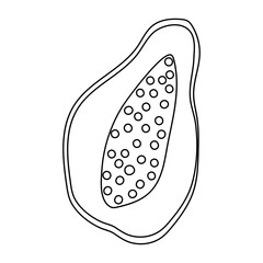 Outline of a papaya fruit with visible seeds on a simple background