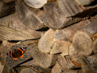 Admiral wärmt sich auf Holzscheit  in der Sonne © focus finder
