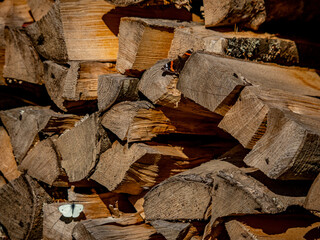 Admiral wärmt sich auf Holzscheit  in der Sonne