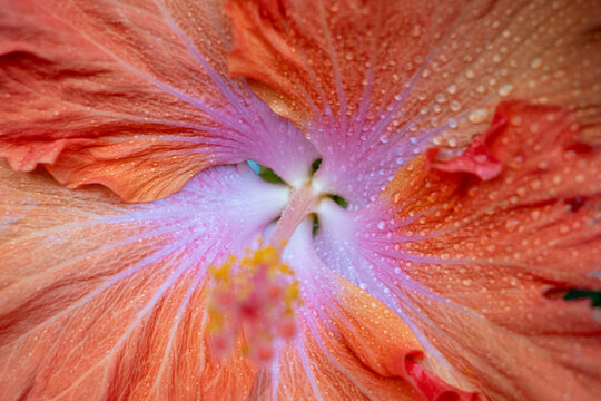 macro of an amarilys flower