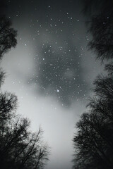 Fototapeta premium starry night sky with trees silhouette