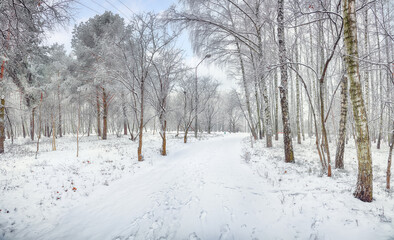 Amazing landscape with snow-covered trees in the city park.