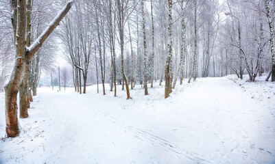 Fototapeta premium Amazing landscape with snow-covered trees in the city park.