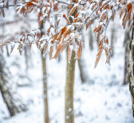 Amazing view of frozen leaves covered with ice crystals.