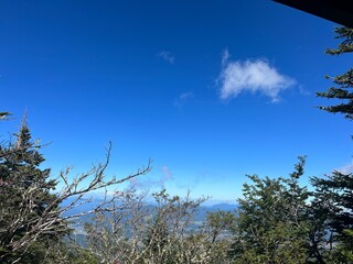 sky and tree