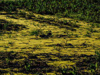 Feuchter Acker nach vielen Regenfällen