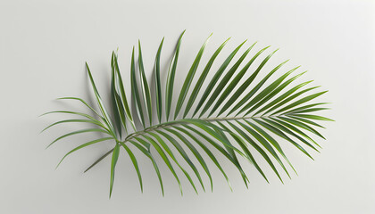 Fototapeta premium A single green palm leaf isolated on a white background. (1)