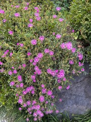 pink flowers in a garden