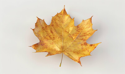 Obraz premium A single, dried, yellow maple leaf with a brown tint lies on a white background.