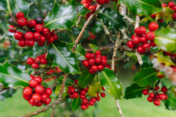 Christmas Holly Tree with Berries and Green Spiky Leaves. Red Berry Festive Holiday Background