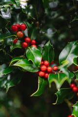 Christmas Holly Tree with Berries and Green Spiky Leaves. Red Berry Festive Holiday Background
