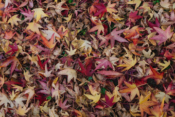 Autumnal Autumn Leaves - Red, Orange and Yellow Acer Leaves from Blockley, The Cotswolds - ideal background