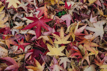 Autumnal Autumn Leaves - Red, Orange and Yellow Acer Leaves from Blockley, The Cotswolds - ideal background