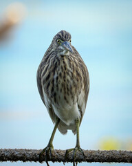 Indian Pond Heron perched on sea sore rope