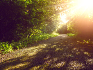 A path through a forest with sunlight shining through the trees. The path is covered in gravel and the shadows of the trees are cast on the ground. Calm and relaxing warm summer mood. Nobody