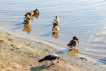 Ducks swimming in shallow water and resting on the sandy shore, with calm reflections and a crow nearby searching for food.
 - Powered by Adobe