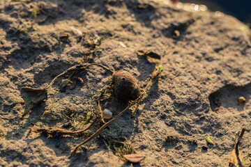A weathered snail shell surrounded by dried leaves and debris rests on a stone surface in natural light.
