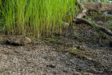 Young, vibrant reeds growing along a sandy and stony lakeshore, with green shoots standing upright, capturing early evening light, creating a natural wetland atmosphere .
