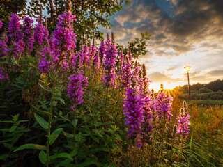 Naklejka premium A field of red wild flowers with a sun light shining on them in the background. Calm nature scene in a park. Stunning sunset sky. Nobody. Beauty of nature concept.