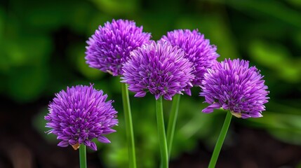 Top View of Purple Chive Flowers  in the Garden