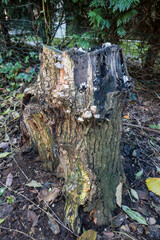 moderndes Totholz im naturnahen Garten