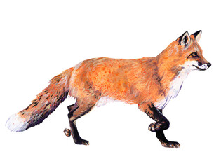 Hand-Painted Watercolor Fox Running PNG - High Resolution, Transparent Background, Wildlife Illustration for Digital & Print Designs