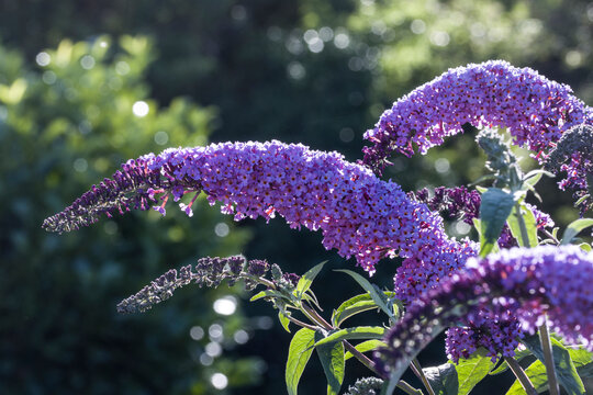 Schmetterlingsflieders, Sommerflieder  (Buddleja davidii)