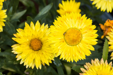 gelbe Garten-Strohblume