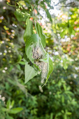 Raupen der Pfaffenhütchen-Gespinstmotte (Yponomeuta cagnagella)