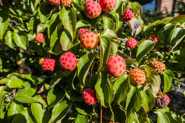 Asiatischer Blüten-Hartriegel (Cornus kousa) - rote Früchte