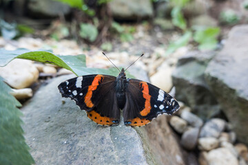 Admiral (Vanessa atalanta, Syn.: Pyrameis atalanta)