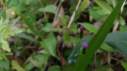 Photo of a purple flower that has not yet bloomed. Photo taken in the forest.