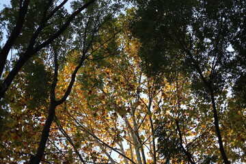 Fototapeta premium tree in the forest sunset beijing