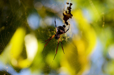 Primer plano araña