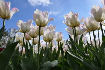 Fototapeta premium Weiße Tulpe