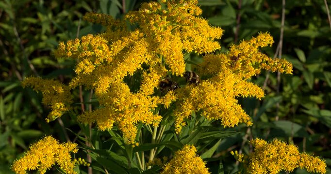 Yellow flowers of tall goldenrod (Solidago gigantea) with two bumblebees collecting nectar in the field in late summer.