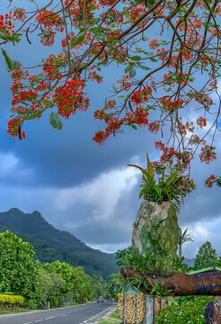 Sous les flamboyants de l'&icirc;le de Moorea en Polyn&eacute;sie