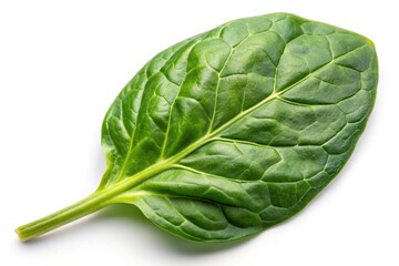 Obraz premium spinach leaf isolated on white background point of view