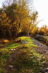 Warm autumn day in the forest. The sun's rays softly penetrate the golden-red leaves that seem to glow on the trees. A carpet of fallen leaves rustles underfoot, creating a cozy atmosphere.