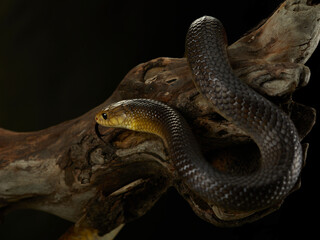 A snake rests on a log, its body draped over the rough bark. The contrast between the snake smooth skin and the coarse texture of the wood adds depth to the image.