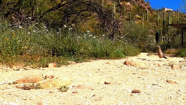 Roadrunner on path in Tucson, Arizona