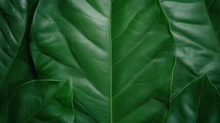 A striking close-up shot of a vibrant green leaf, showcasing intricate patterns and defined veins, reflecting the bountiful detail in nature's creation.