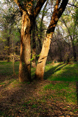 Warm autumn day in the forest. The sun's rays softly penetrate the golden-red leaves that seem to...