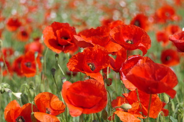 Naklejka premium Mohn im Kornfeld