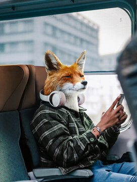 red fox in the window