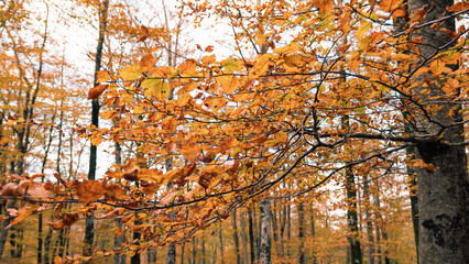 The Vibrant Color Of Leaves In Autumn