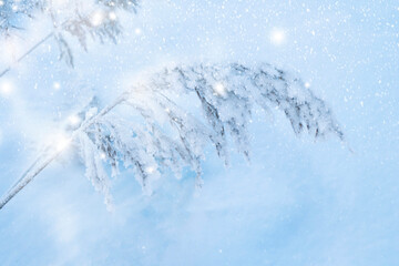 Blurred frozen grass. Winter abstract background. Landscape.