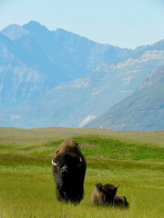 bison and calf in the mountains © Maya
