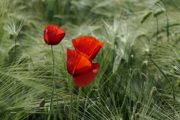 Obraz premium Mohn im Kornfeld